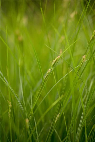 Carex brunnea