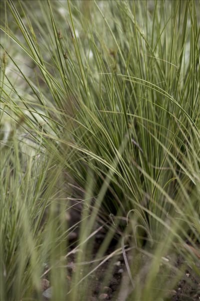 Carex brunnea 'Jenneke'