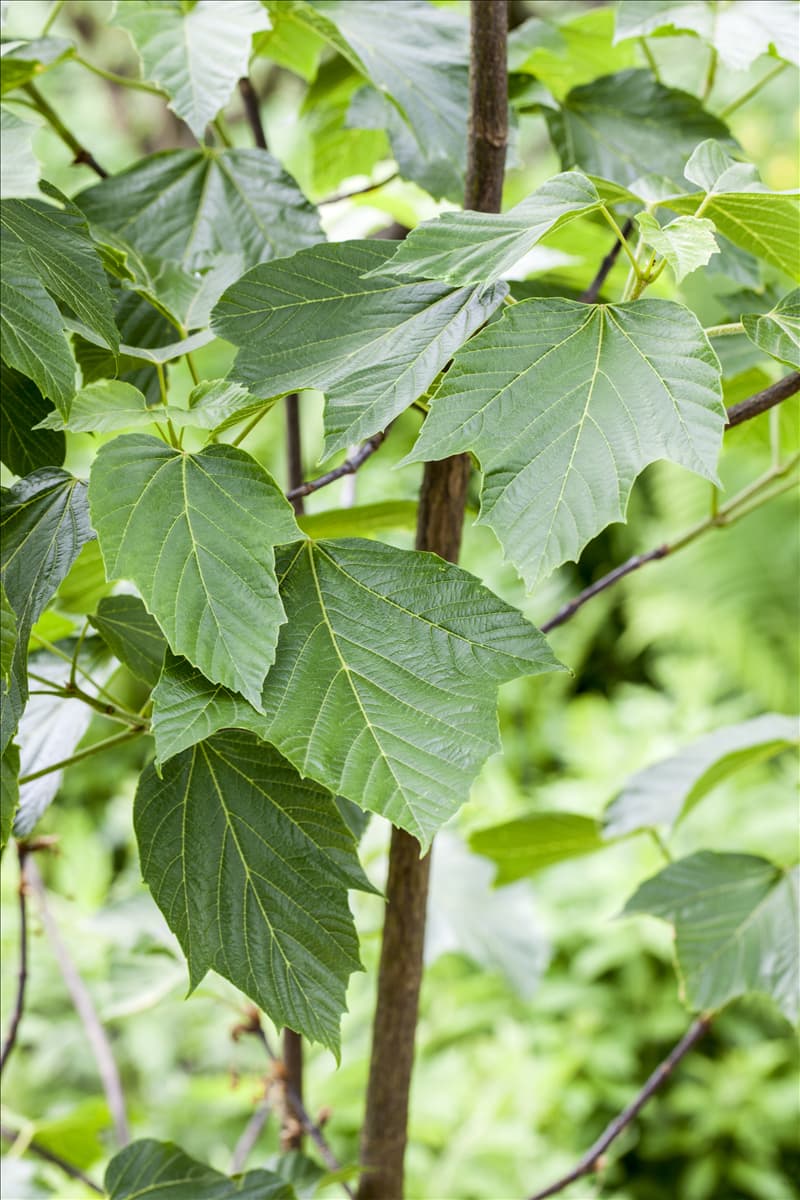 Acer sterculiaceum