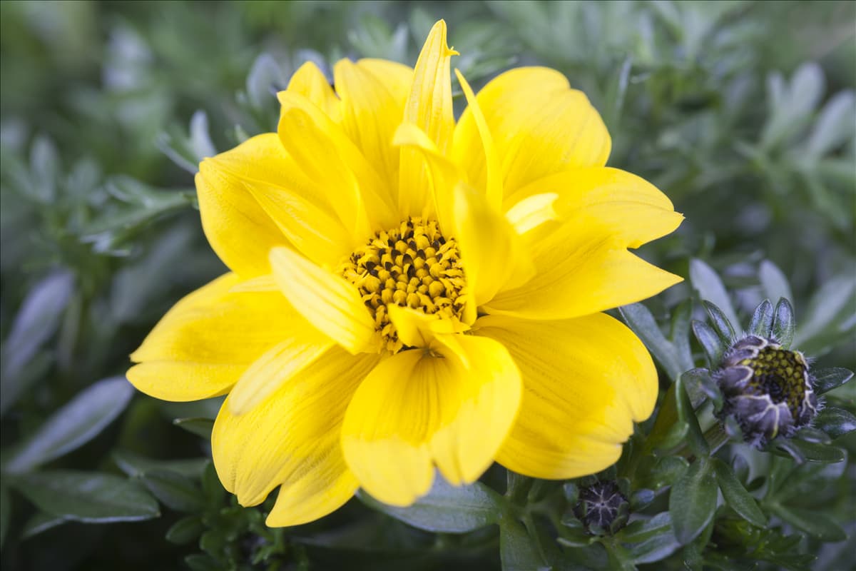 Bidens, gelb