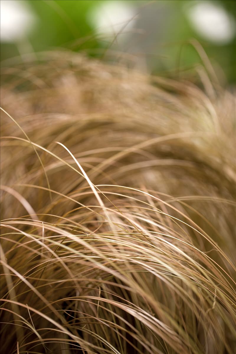 Carex flagellifera 'Bronzita'