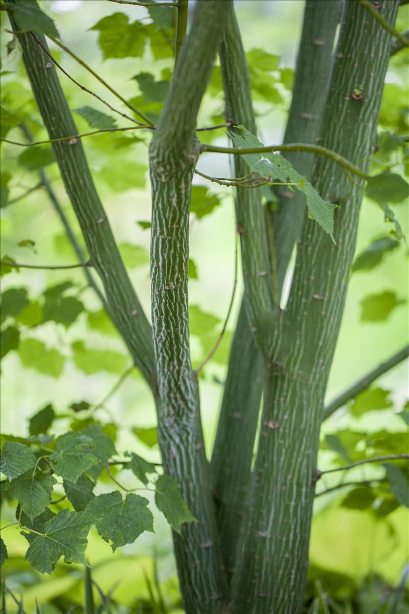 Acer davidii