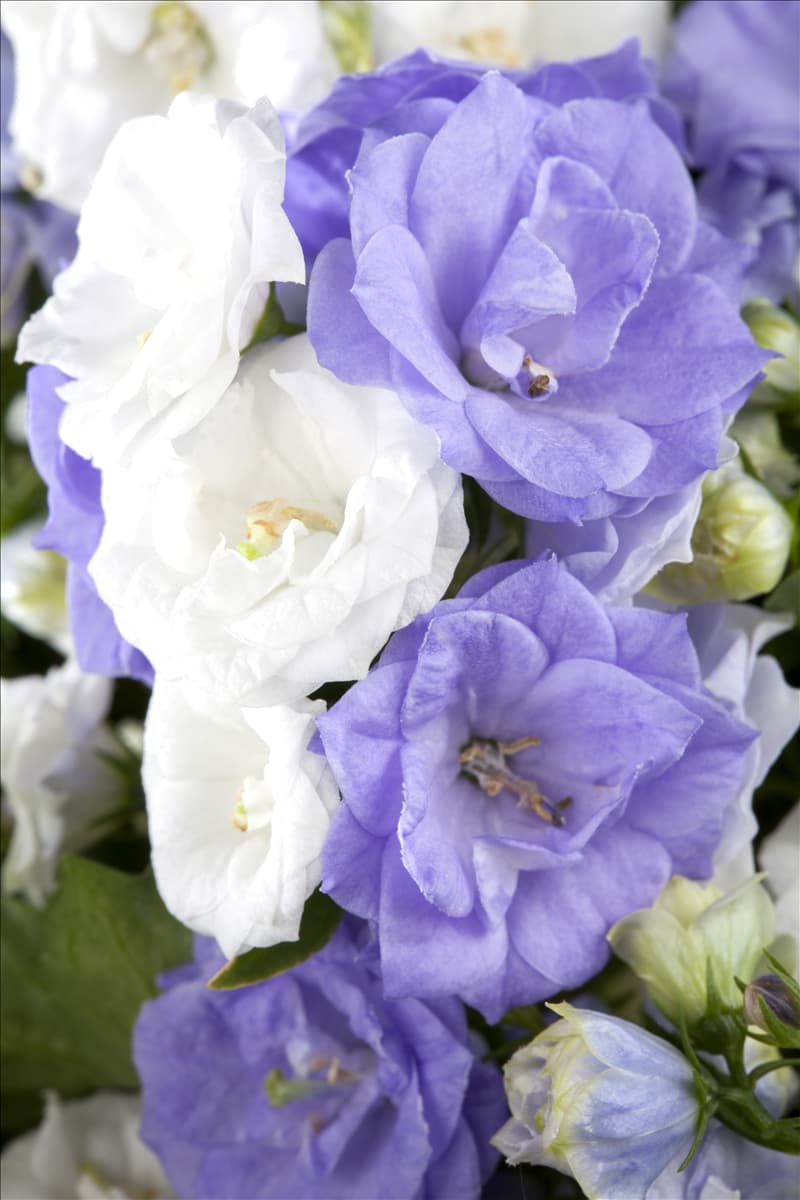 Campanula portenschlagiana 'Bali'