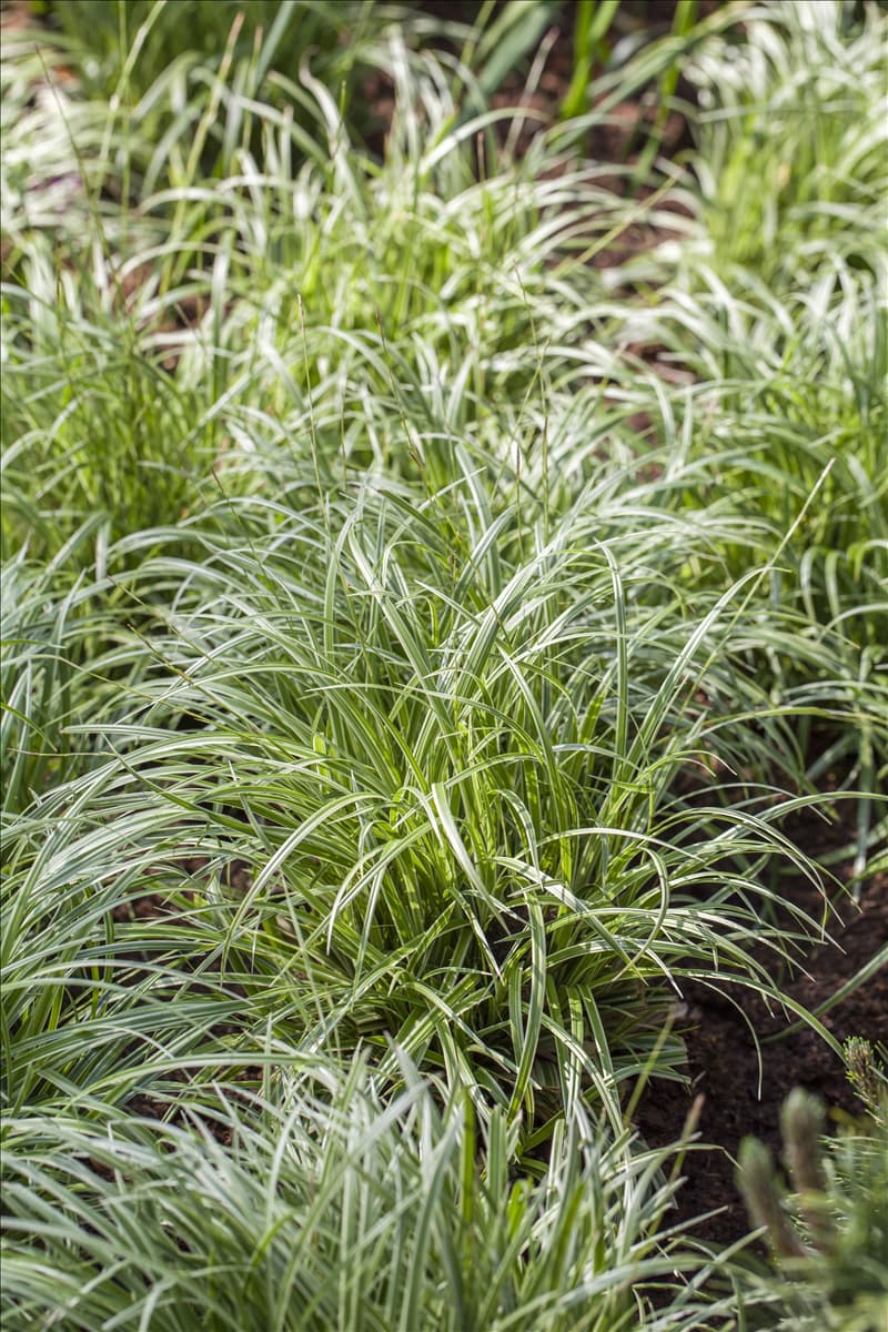 Carex morrowii ssp. foliosissima 'Silver Sceptre'