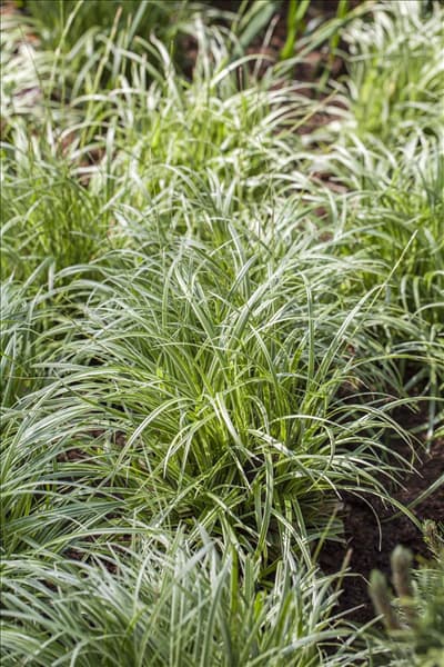 Carex morrowii