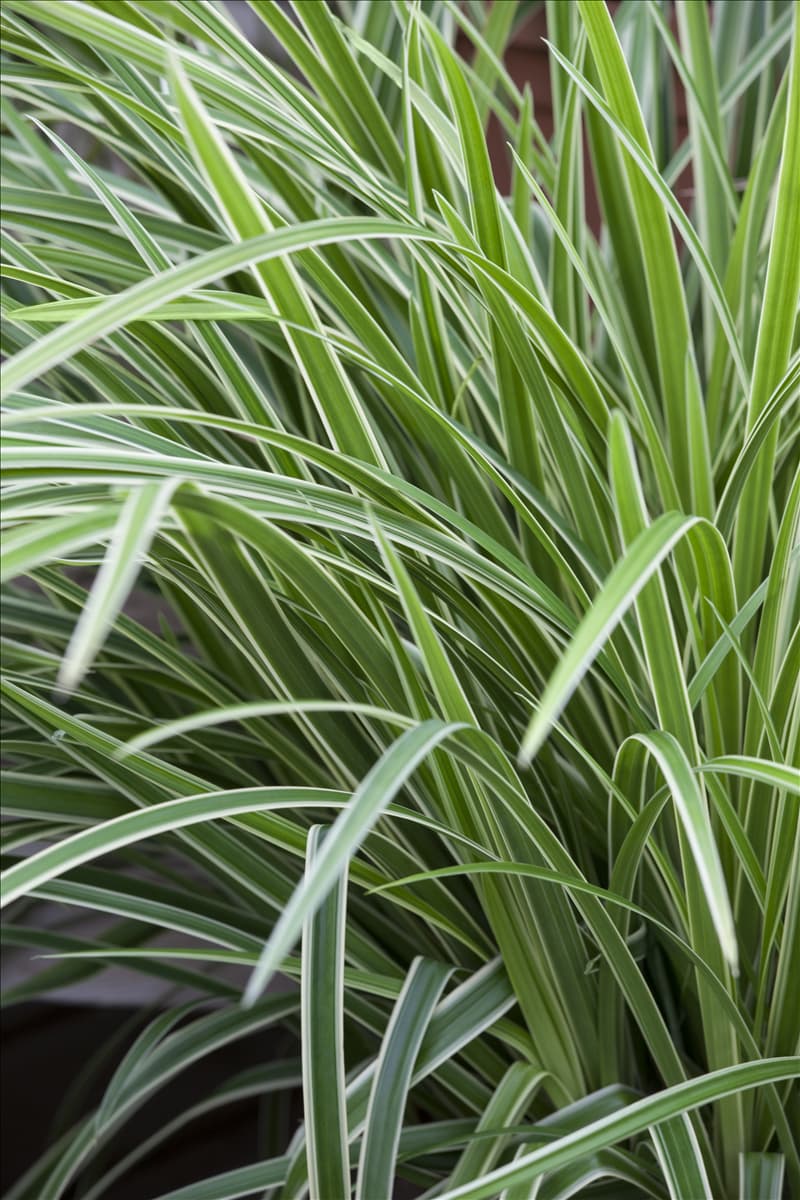 Carex morrowii ssp. foliosissima 'Icedance'