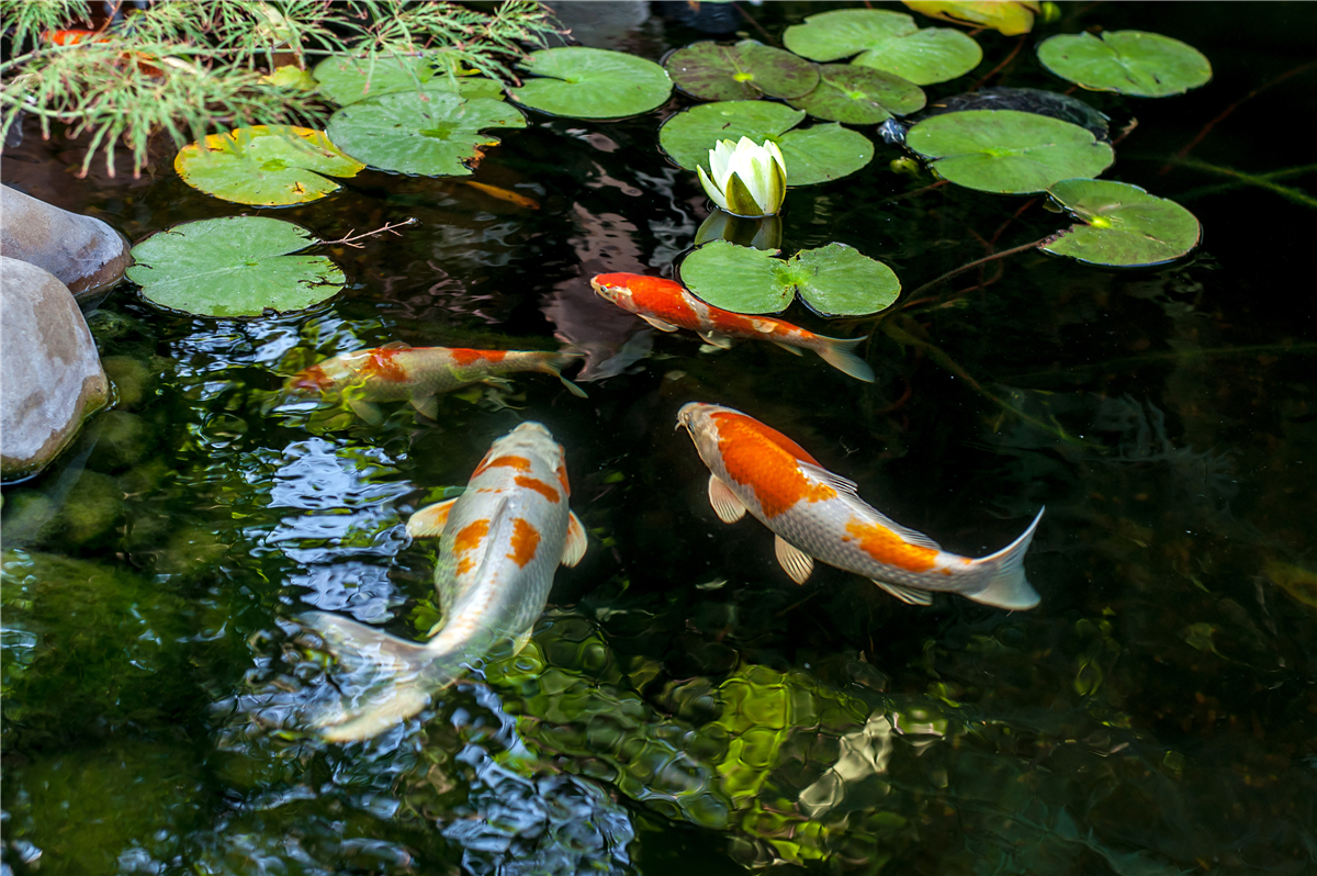 Gartenteich