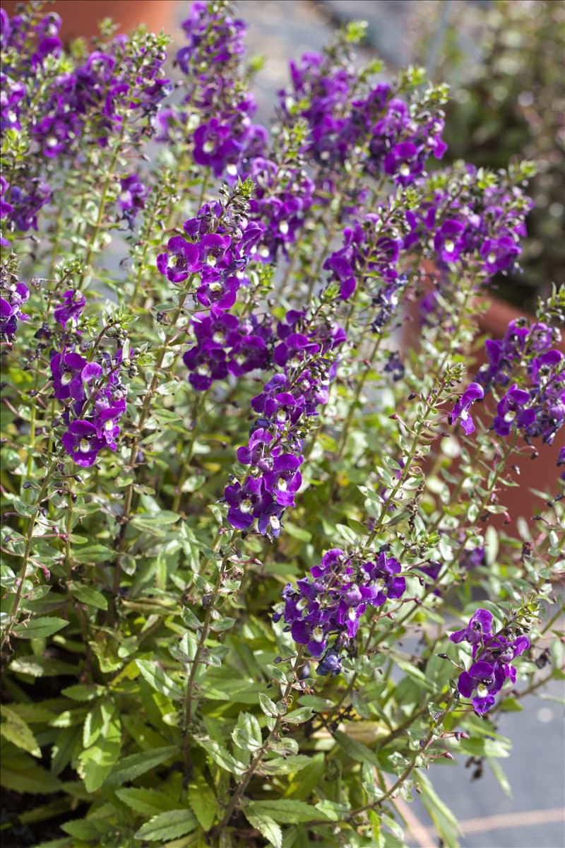 Angelonia angustifolia