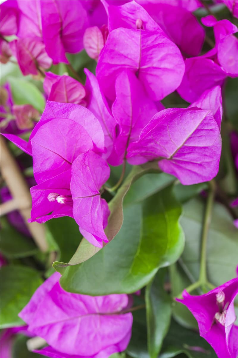 Bougainvillea 'Vera Purple'