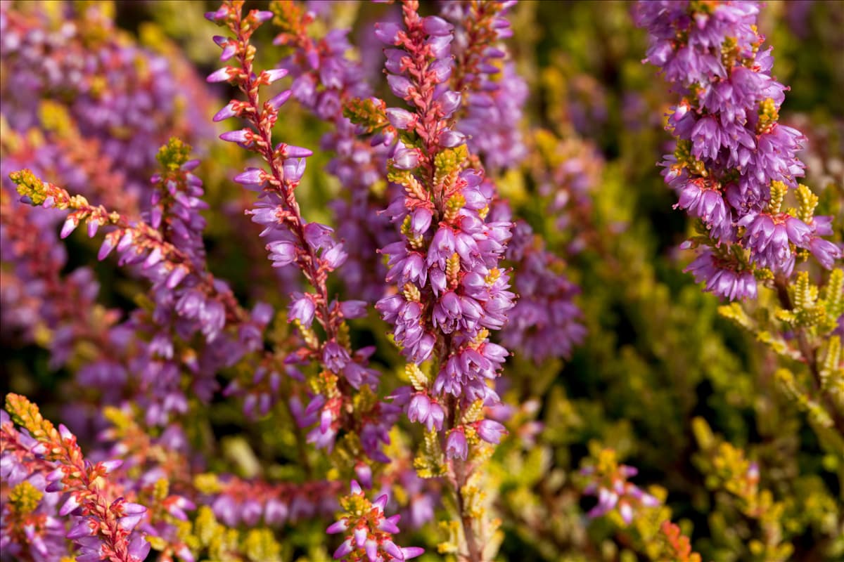 Calluna vulgaris 'Boskoop'