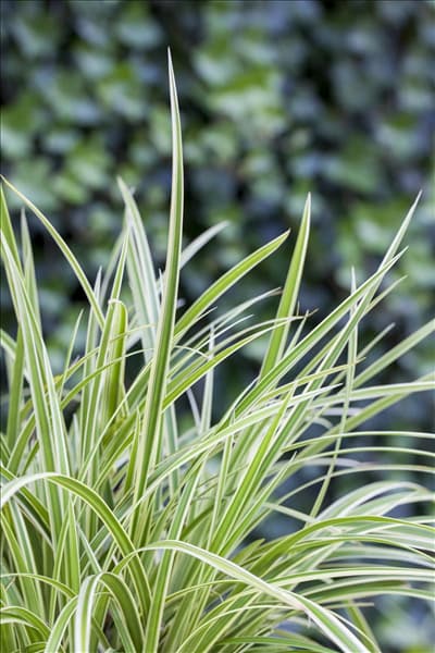 Carex morrowii 'Goldband'