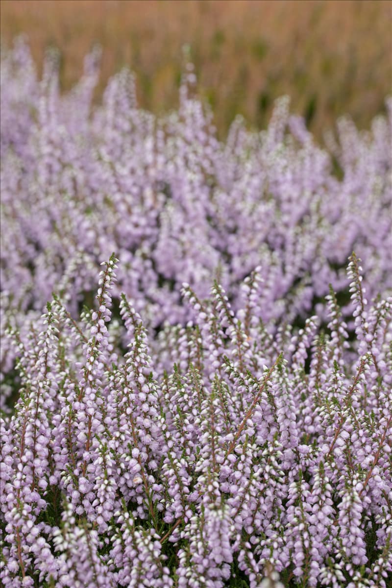 Calluna vulgaris 'County Wicklow'