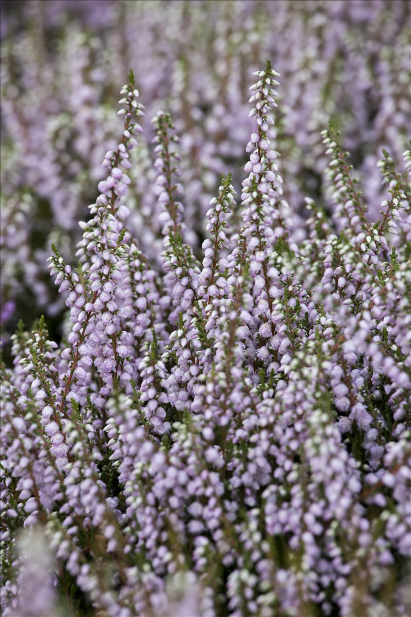 Calluna vulgaris 'County Wicklow'