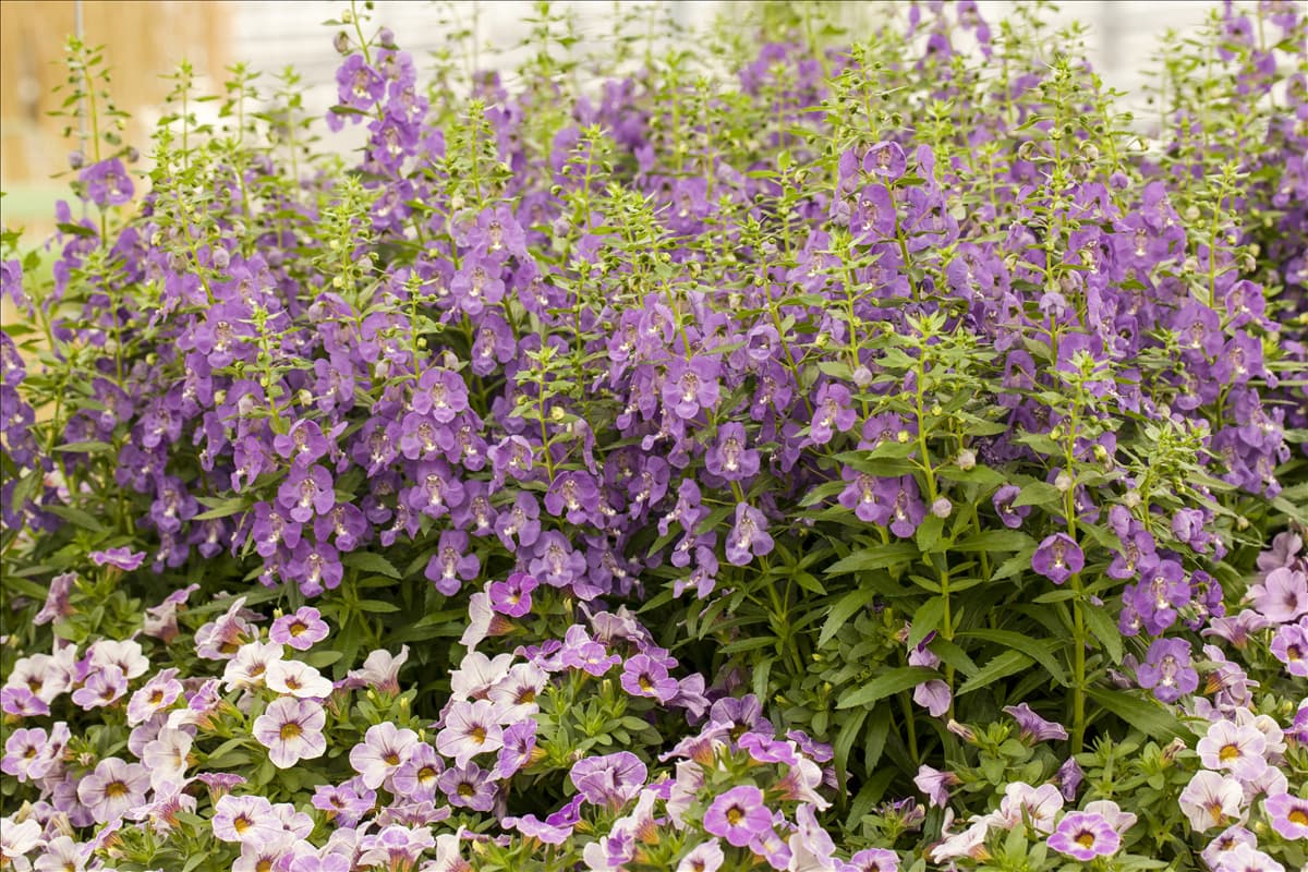 Angelonia