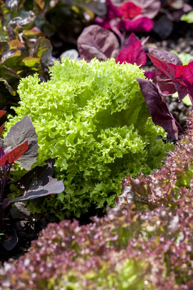 Lactuca sativa var. crispa 'Lollo bionda'