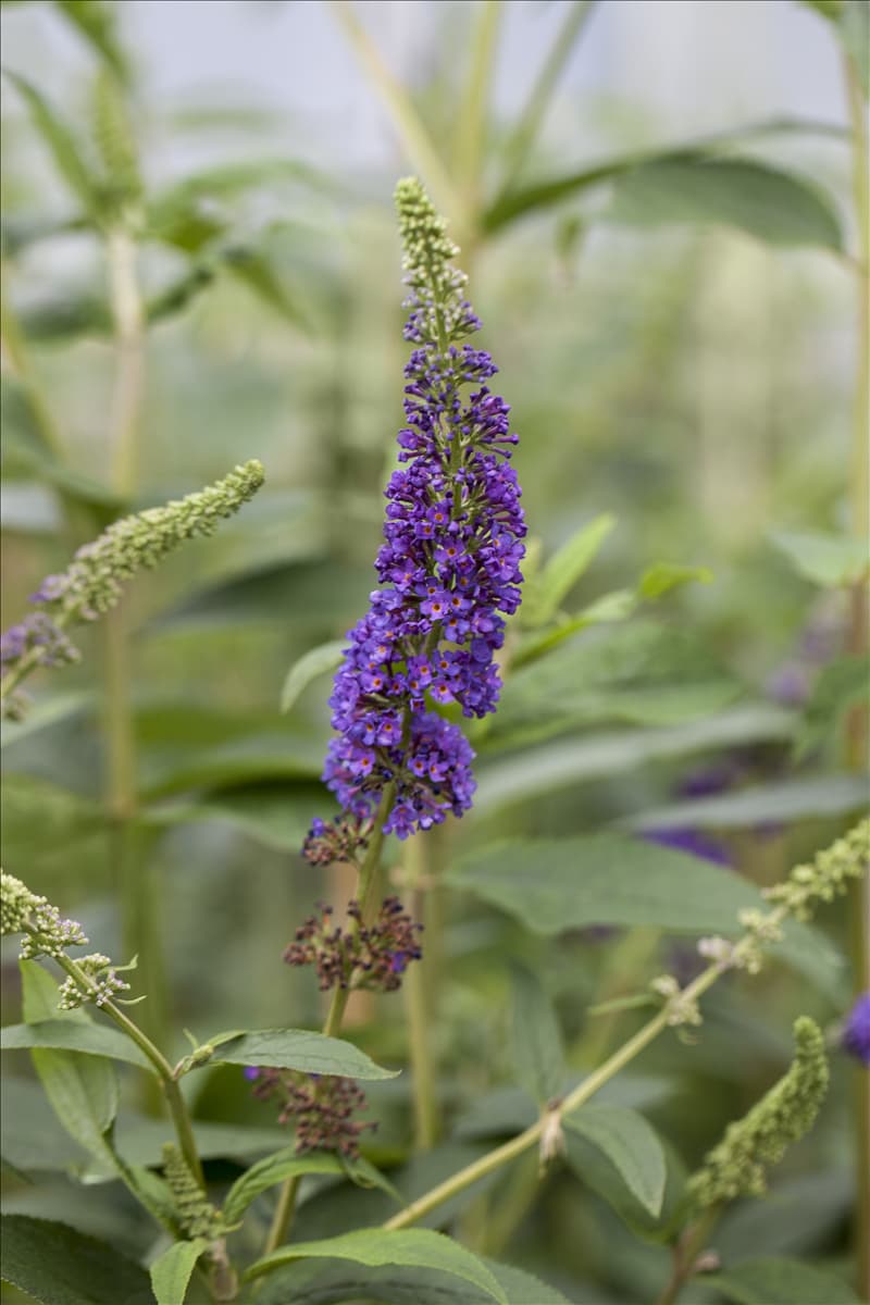 Buddleja davidii 'Empire Blue'