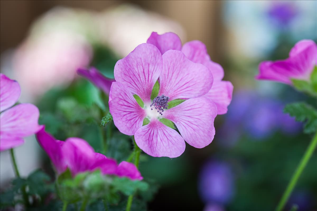 Anisodontea 'Elegans Princess'