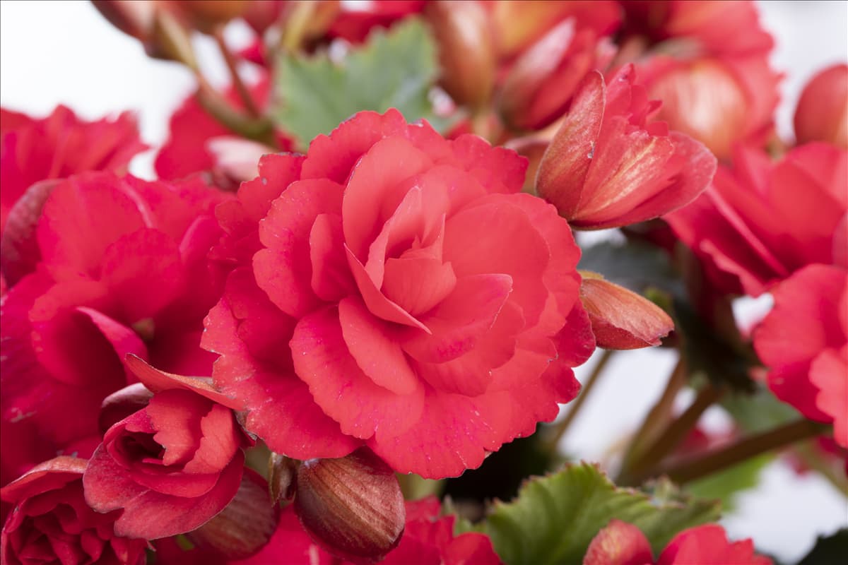 Begonia elatior 'Grace'®