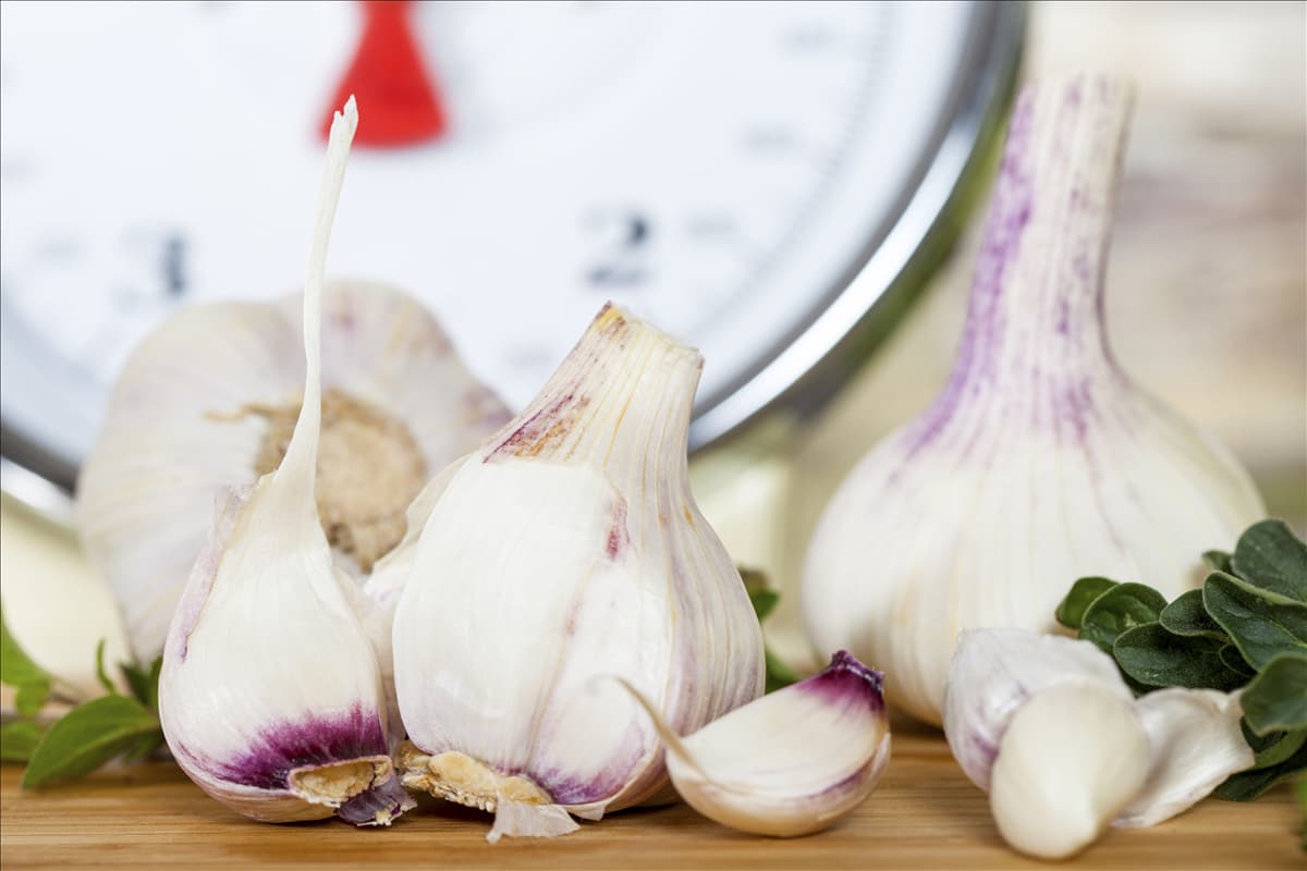 Allium sativum