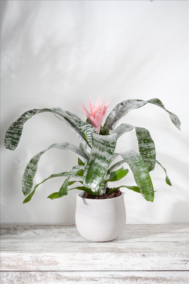 Aechmea