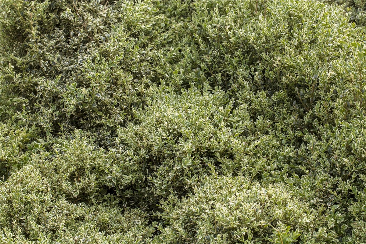 Buxus sempervirens 'Elegantissima'