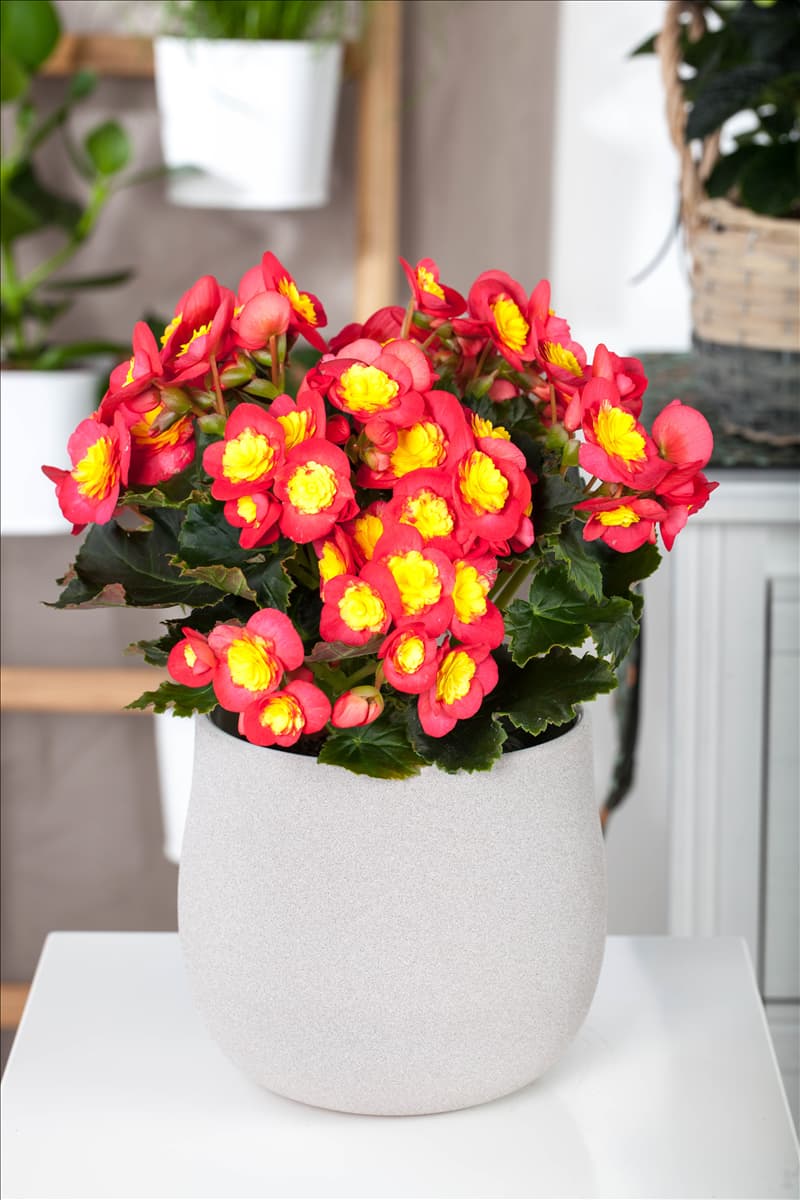 Begonia elatior 'Valentino'
