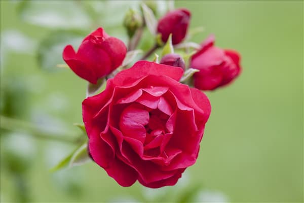 Bodendeckerrose