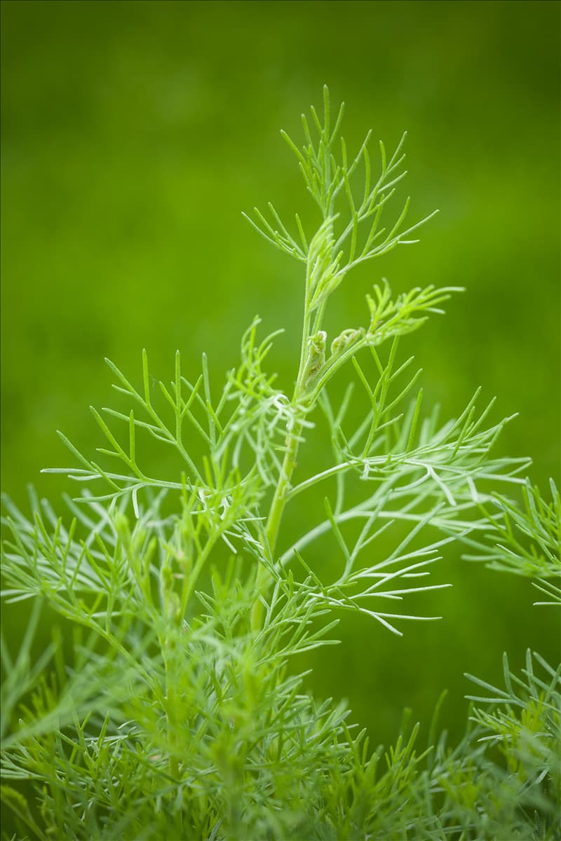 Artemisia abrotanum var. maritima