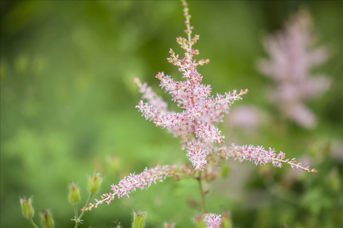 Astilbe