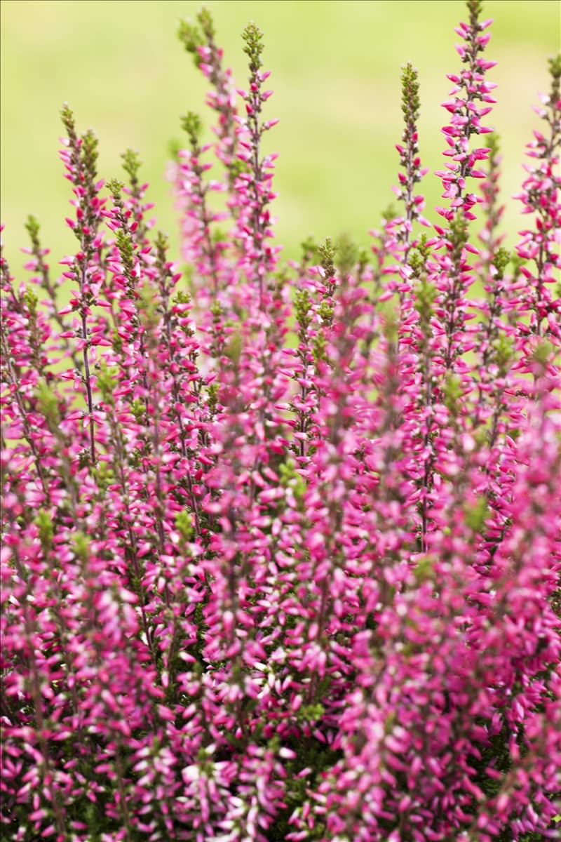 Calluna vulgaris Gardengirls® 'Athene'