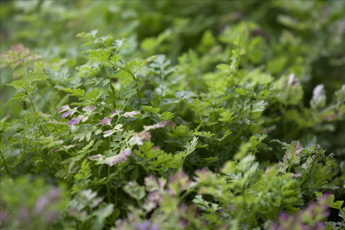 Anthriscus cerefolium