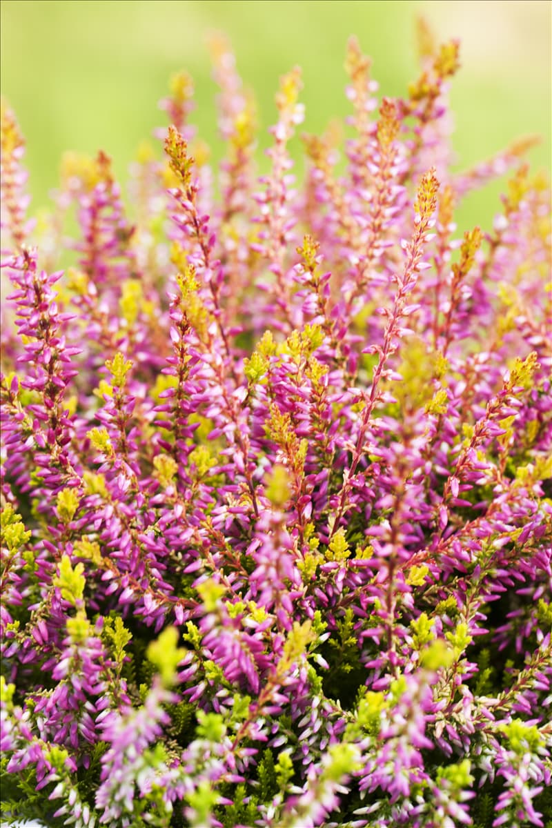 Calluna vulgaris Gardengirls® 'Bonita'