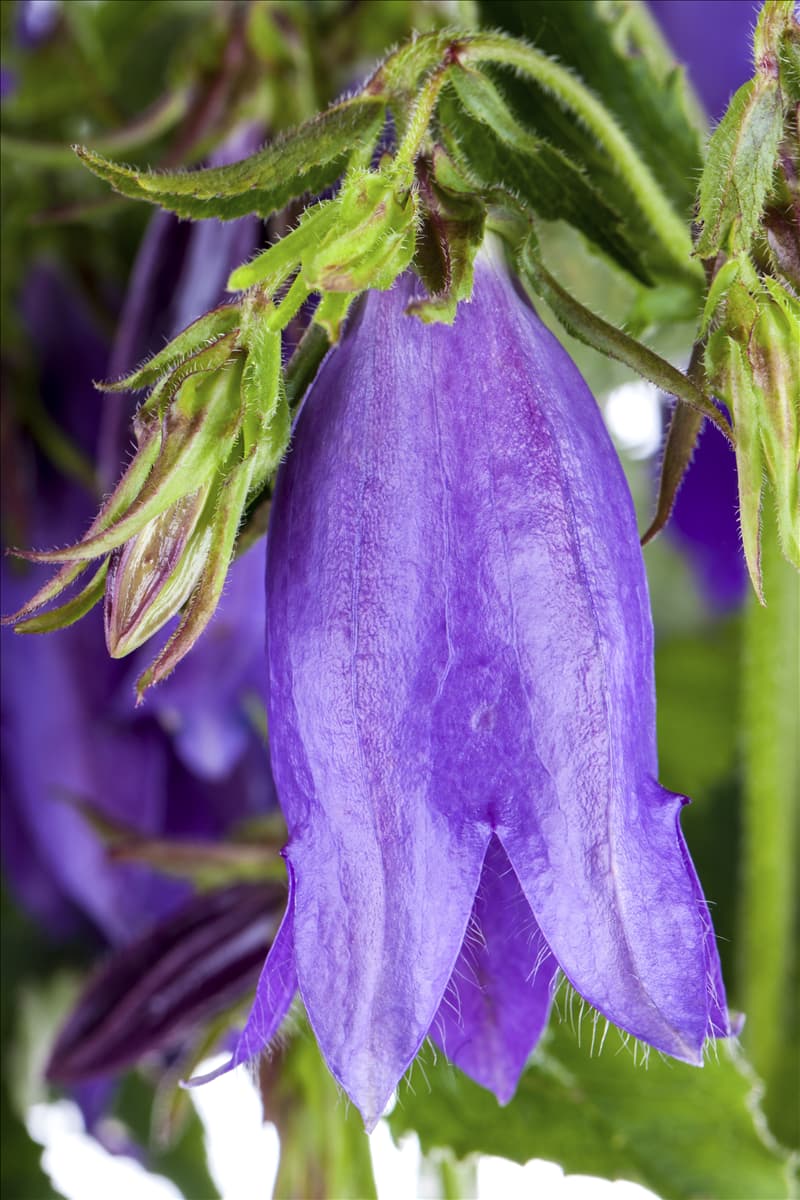 Campanula punctata 'Sarastro'