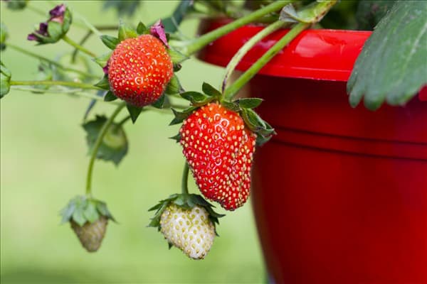 Fragaria x ananassa 'Fragoo® Toscana'