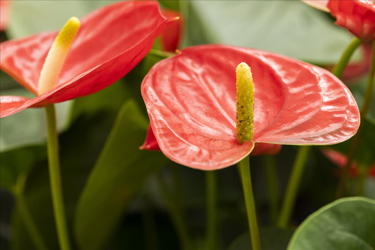 Anthurium x andreanum 'Casanova'®