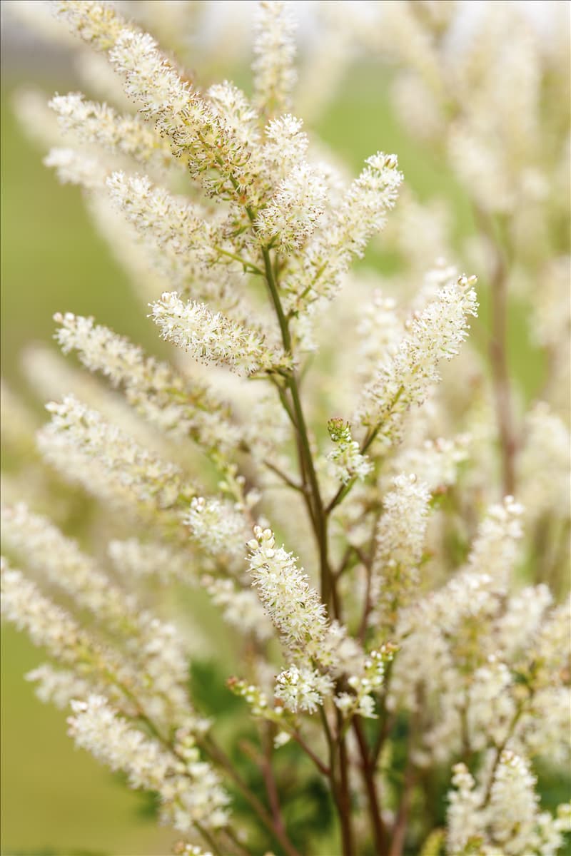 Aruncus aethusifolius 'Bronze'