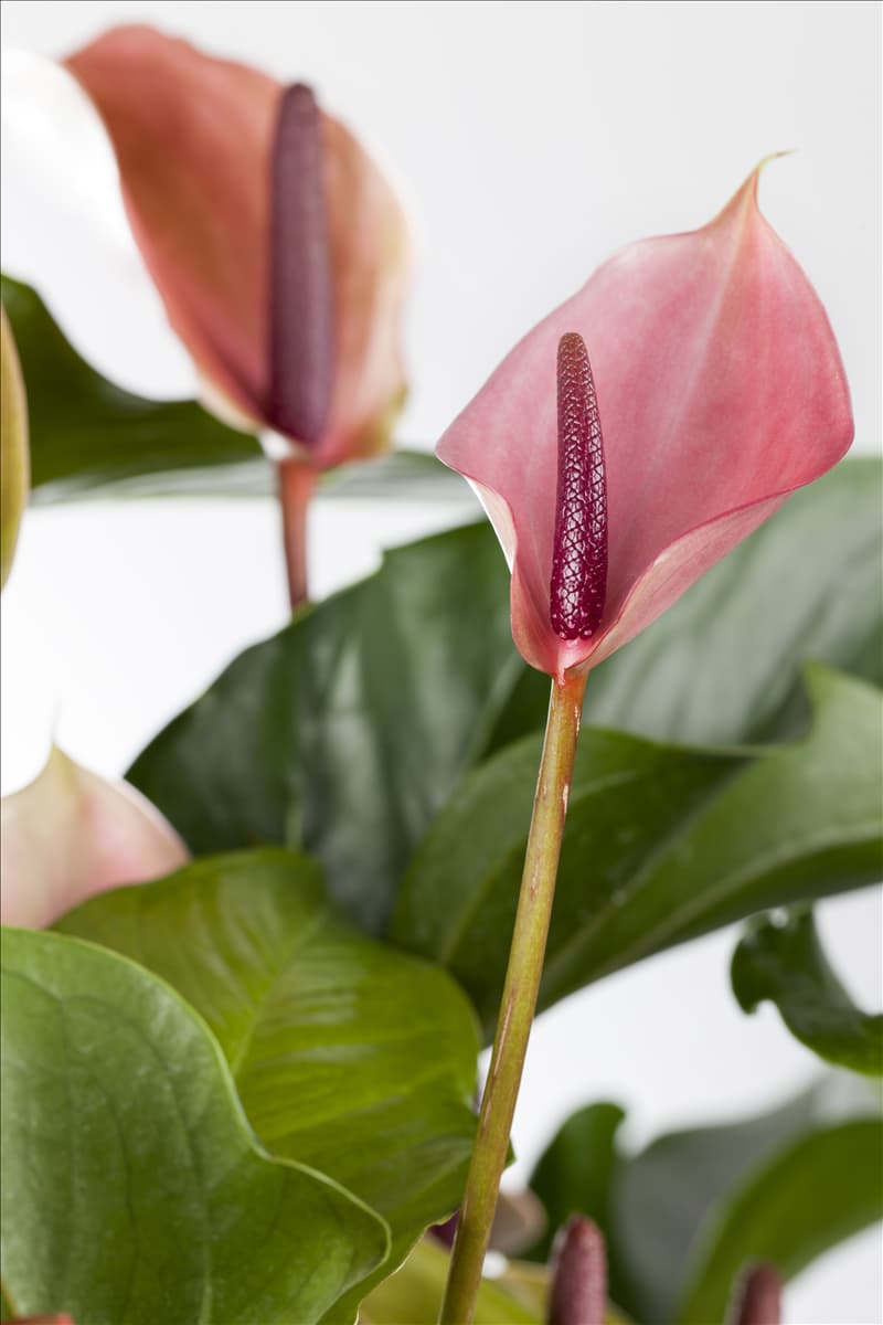Anthurium x andreanum 'Cherry Champion'