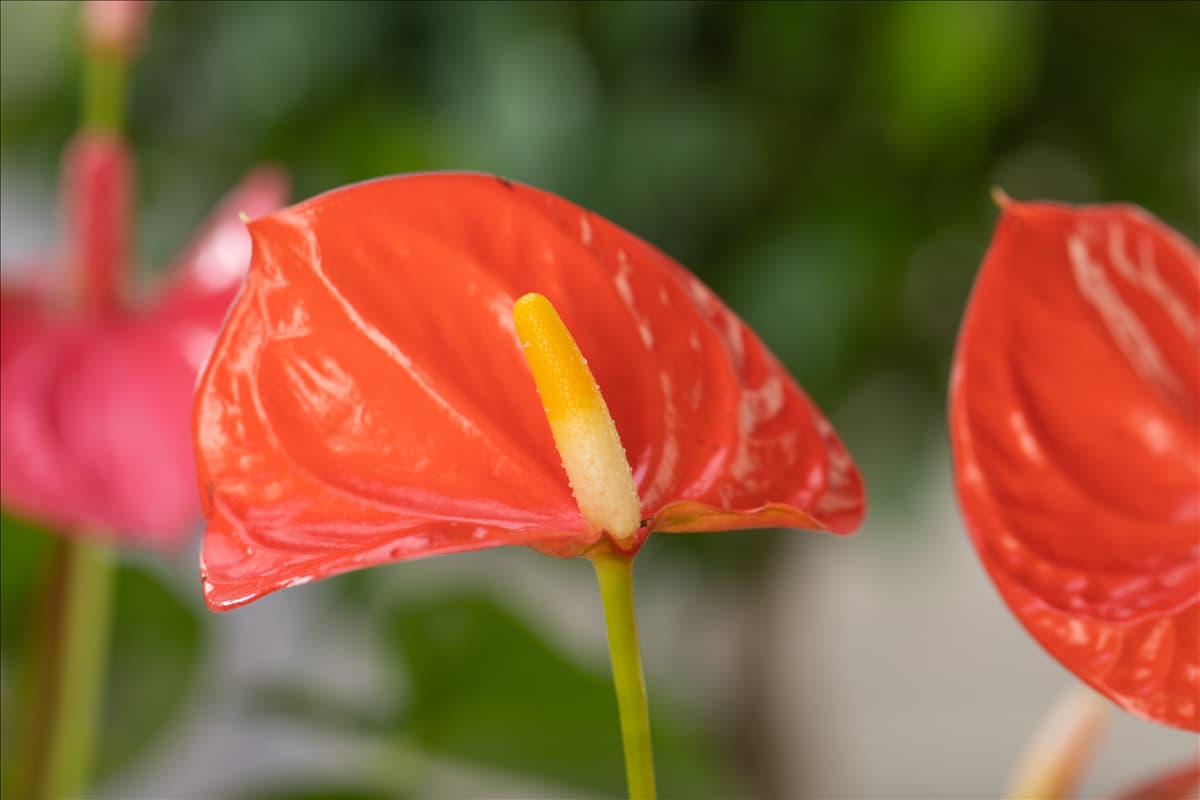 Anthurium x andreanum, orange