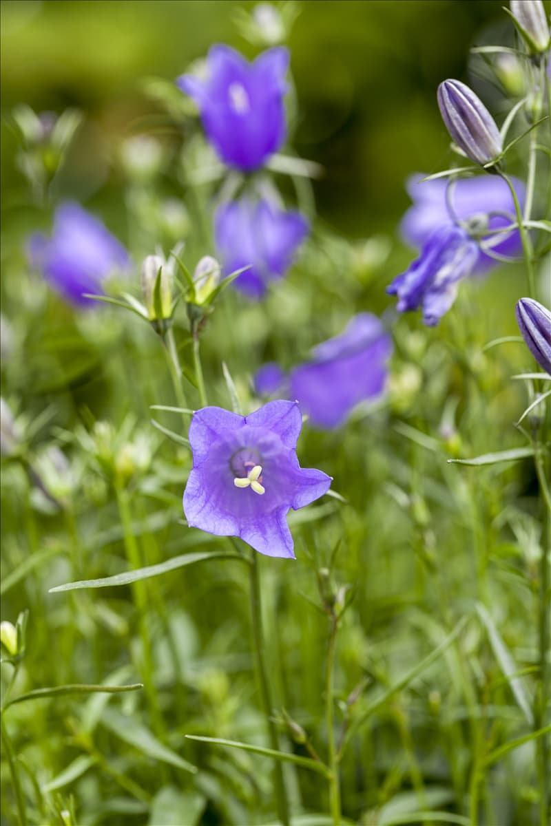 Campanula sarmatica 'Deep Purple'