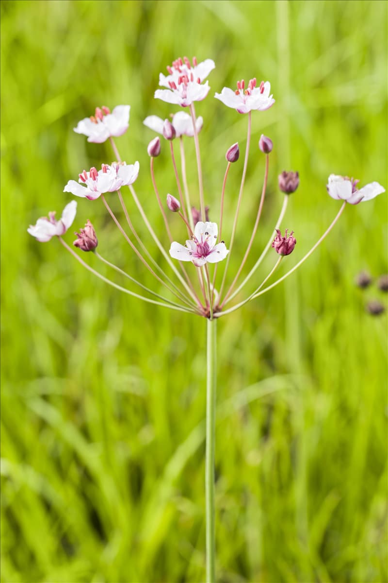 Butomus umbellatus