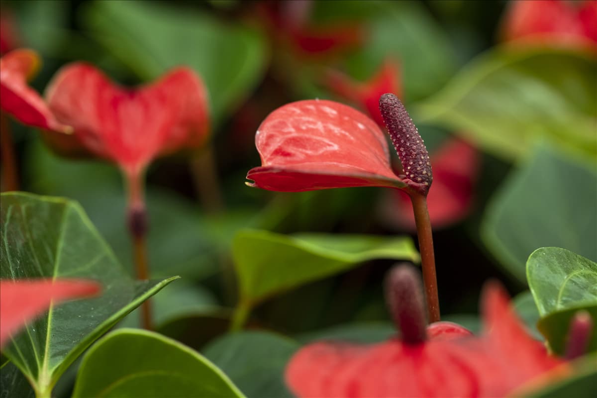 Anthurium x andreanum 'Lipstick Red'
