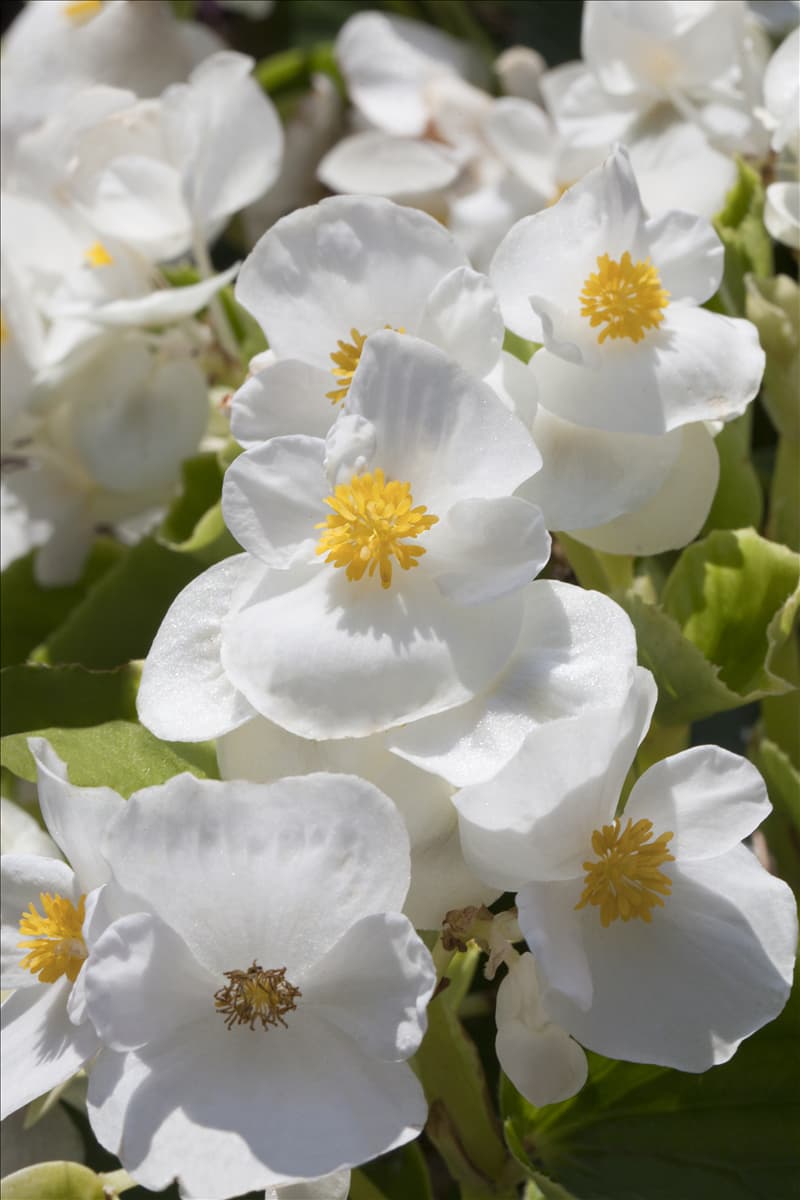 Begonia semperflorens