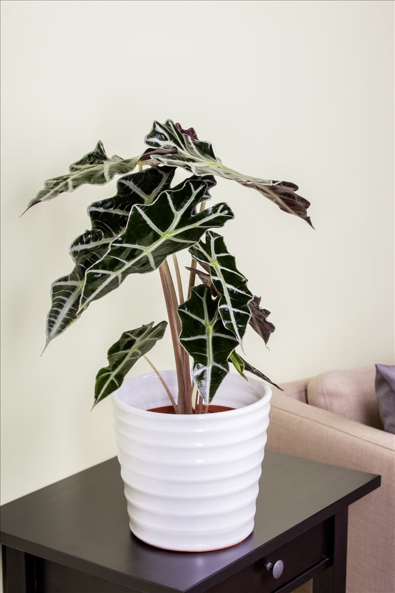 Alocasia x amazonica