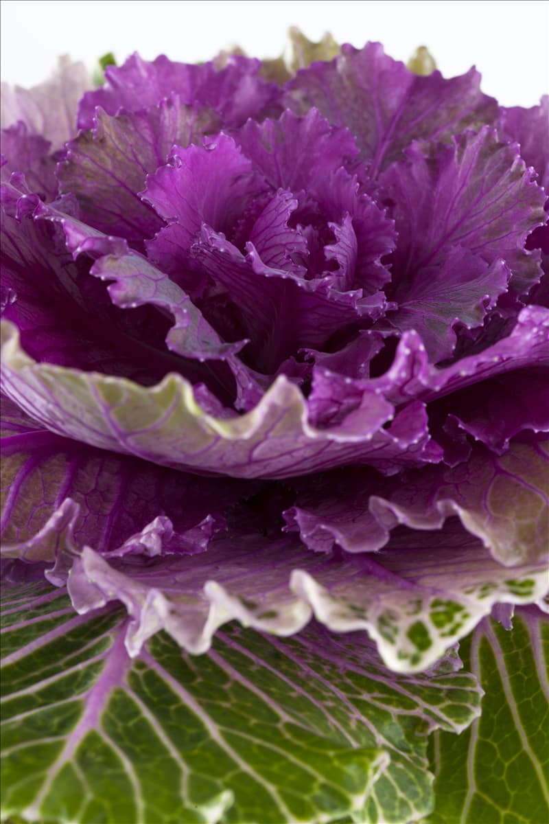 Brassica oleracea var. acephala Zierkohl
