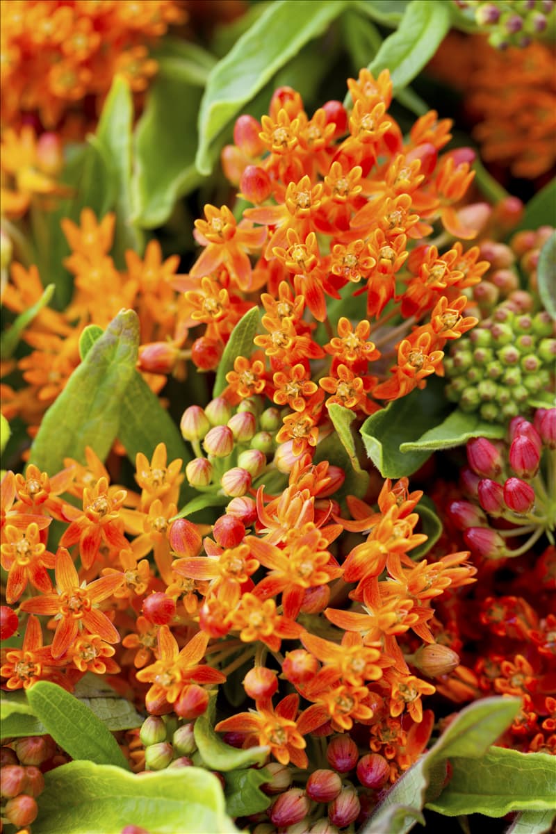 Asclepias curassavica Amerika-Seidenpflanze