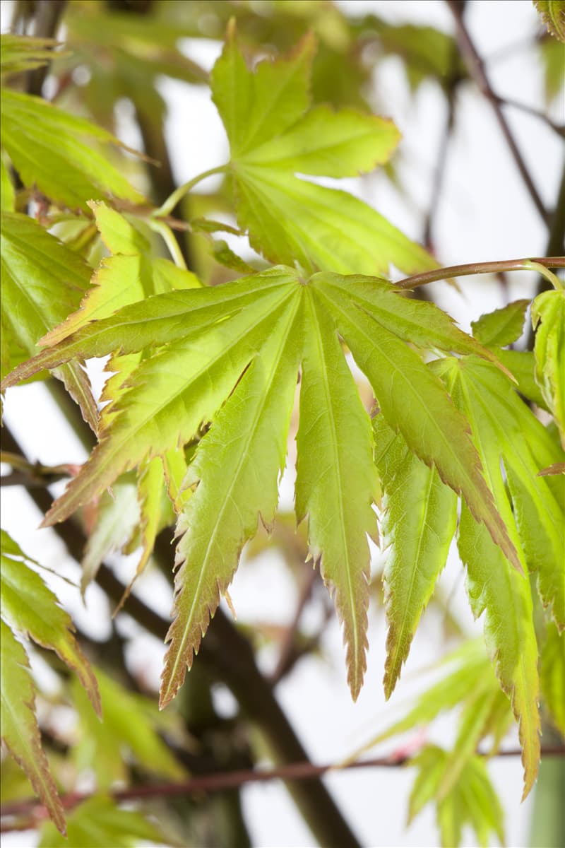 Acer palmatum 'Orange Dream' Fächerahorn 'Orange Dream'