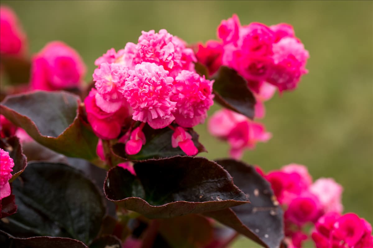 Begonia semperflorens 'Doublet'® Eis-Begonie