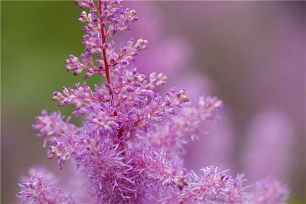 Astilbe x arendsii, rosa