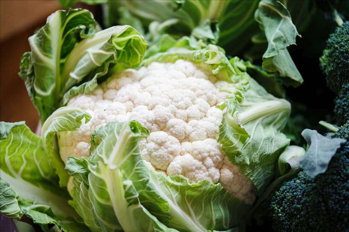 Brassica oleracea var. botrytis