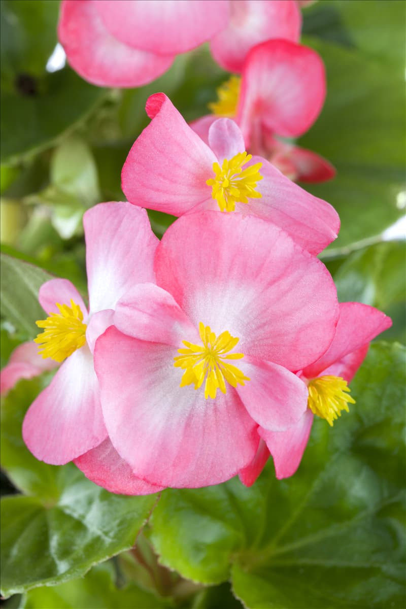 Begonia semperflorens